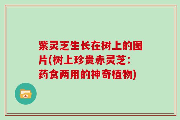 紫灵芝生长在树上的图片(树上珍贵赤灵芝：药食两用的神奇植物)