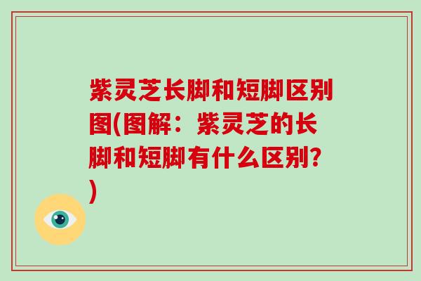 紫灵芝长脚和短脚区别图(图解:紫灵芝的长脚和短脚有什么区别?)