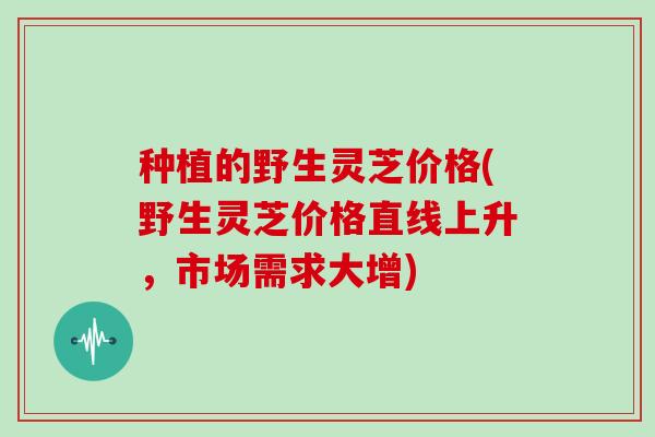 种植的野生灵芝价格(野生灵芝价格直线上升,市场需求大增)