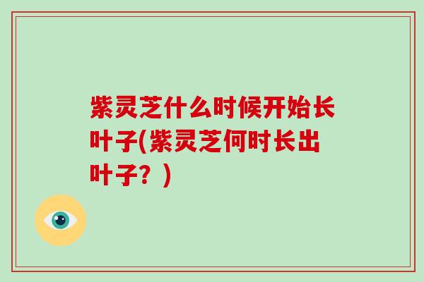 紫灵芝什么时候开始长叶子(紫灵芝何时长出叶子?)