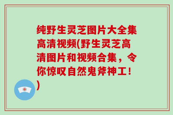 纯野生灵芝图片大全集高清视频(野生灵芝高清图片和视频合集,令你惊叹自然鬼斧神工!)