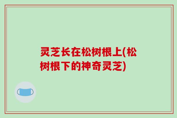 灵芝长在松树根上(松树根下的神奇灵芝)