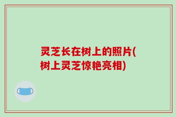 灵芝长在树上的照片(树上灵芝惊艳亮相)