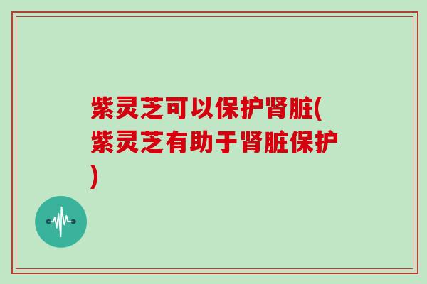 紫灵芝可以保护肾脏(紫灵芝有助于肾脏保护)