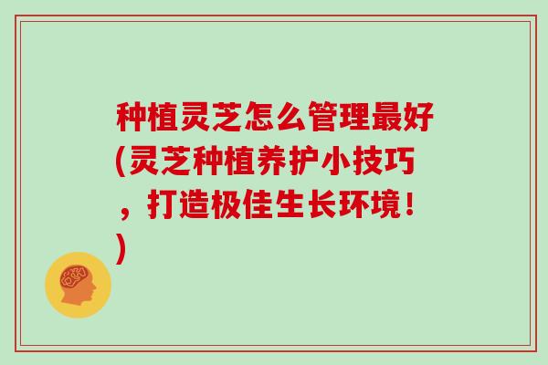 种植灵芝怎么管理最好(灵芝种植养护小技巧,打造极佳生长环境!)