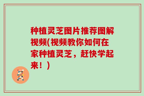 种植灵芝图片推荐图解视频(视频教你如何在家种植灵芝,赶快学起来!)