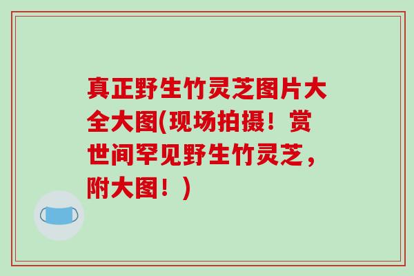 真正野生竹灵芝图片大全大图(现场拍摄!赏世间罕见野生竹灵芝,附大图!)