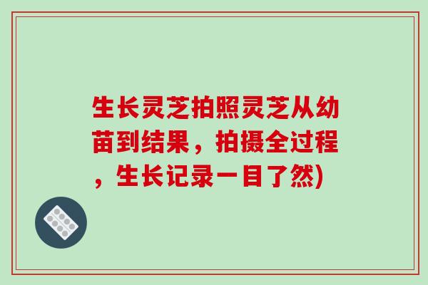 生长灵芝拍照灵芝从幼苗到结果,拍摄全过程,生长记录一目了然)