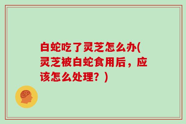 白蛇吃了灵芝怎么办(灵芝被白蛇食用后，应该怎么处理？)