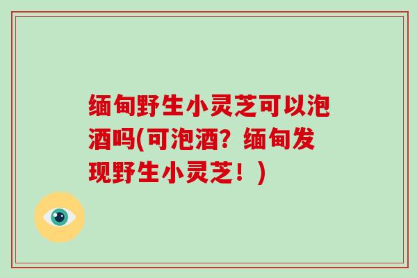 缅甸野生小灵芝可以泡酒吗(可泡酒?缅甸发现野生小灵芝!)