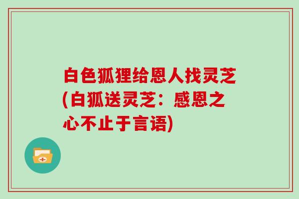 白色狐狸给恩人找灵芝(白狐送灵芝：感恩之心不止于言语)