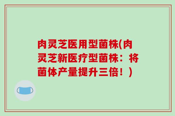 肉灵芝医用型菌株(肉灵芝新医疗型菌株：将菌体产量提升三倍！)