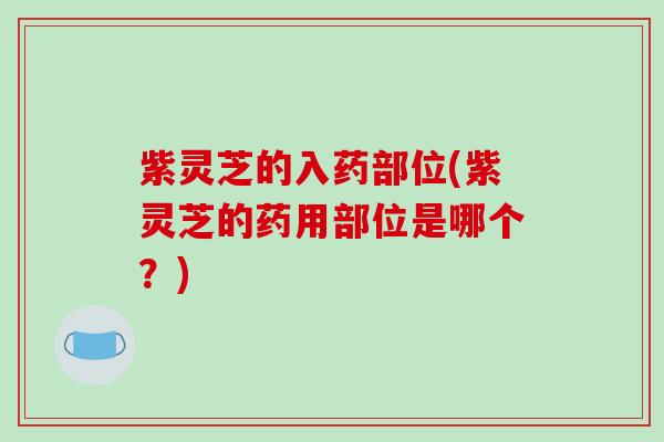 紫灵芝的入药部位(紫灵芝的药用部位是哪个?)