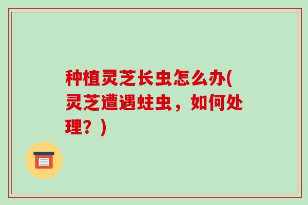 种植灵芝长虫怎么办(灵芝遭遇蛀虫,如何处理?)