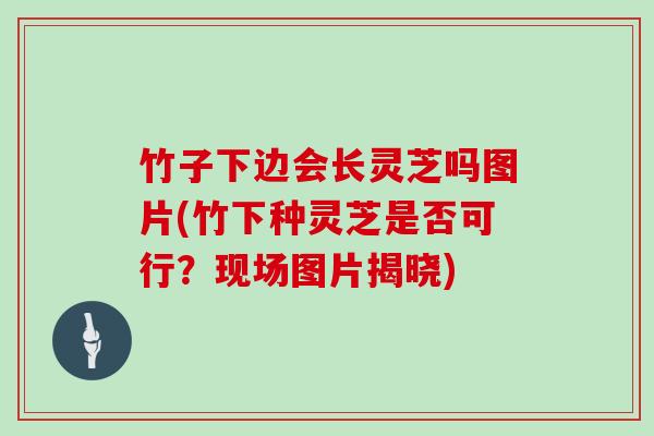 竹子下边会长灵芝吗图片(竹下种灵芝是否可行？现场图片揭晓)