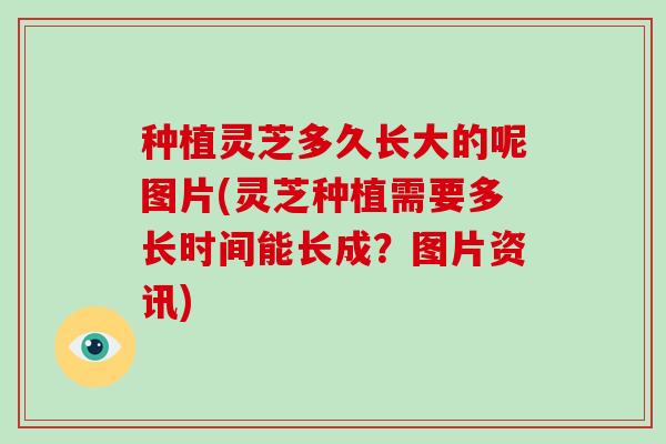 种植灵芝多久长大的呢图片(灵芝种植需要多长时间能长成？图片资讯)