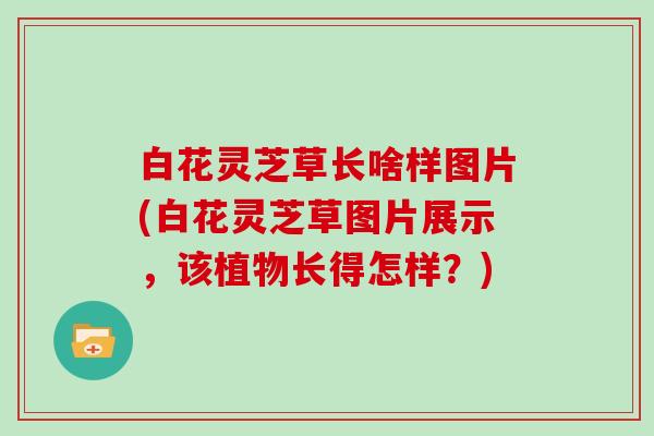 白花灵芝草长啥样图片(白花灵芝草图片展示,该植物长得怎样?)
