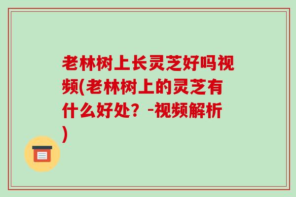 老林树上长灵芝好吗视频(老林树上的灵芝有什么好处？-视频解析)