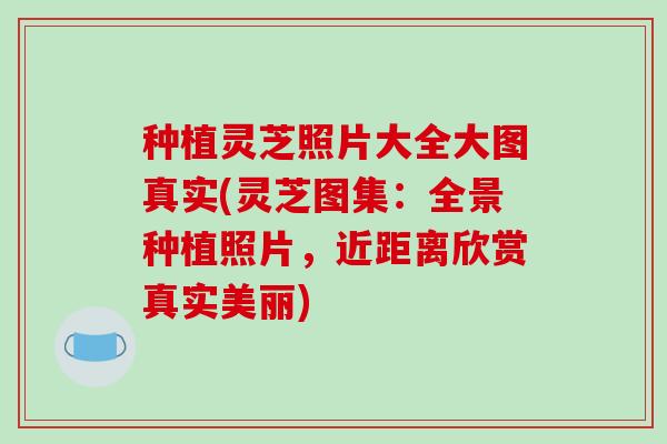 种植灵芝照片大全大图真实(灵芝图集:全景种植照片,近距离欣赏真实美丽)