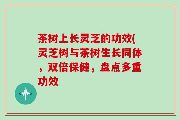 茶树上长灵芝的功效(灵芝树与茶树生长同体，双倍保健，盘点多重功效