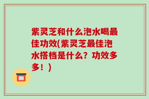 紫灵芝和什么泡水喝最佳功效(紫灵芝最佳泡水搭档是什么?功效多多!)
