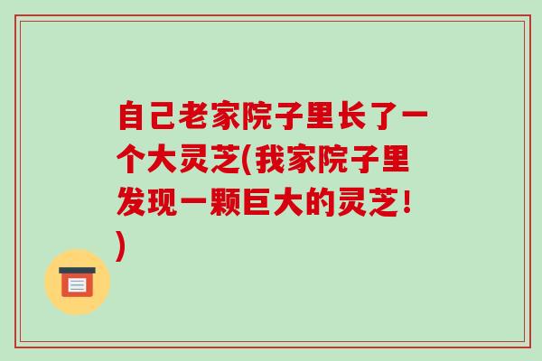自己老家院子里长了一个大灵芝(我家院子里发现一颗巨大的灵芝！)