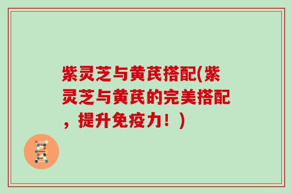 紫灵芝与黄芪搭配(紫灵芝与黄芪的完美搭配,提升免疫力!)