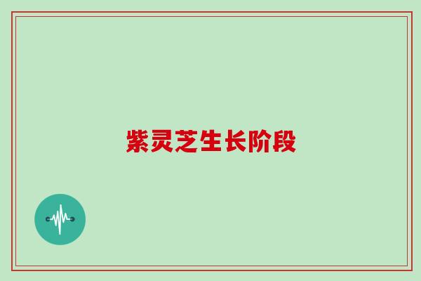 紫灵芝生长阶段