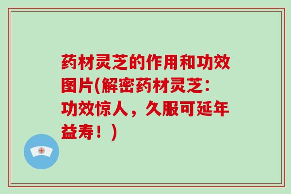 药材灵芝的作用和功效图片(解密药材灵芝:功效惊人,久服可延年益寿!)