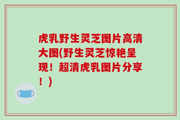 虎乳野生灵芝图片高清大图(野生灵芝惊艳呈现！超清虎乳图片分享！)