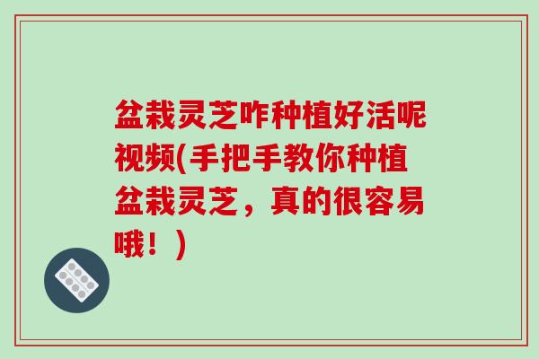 盆栽灵芝咋种植好活呢视频(手把手教你种植盆栽灵芝,真的很容易哦!)