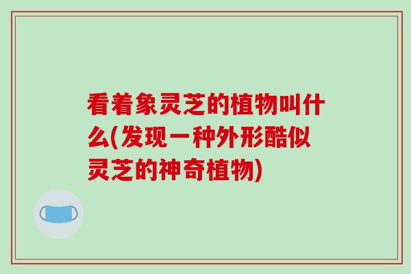 看着象灵芝的植物叫什么(发现一种外形酷似灵芝的神奇植物)