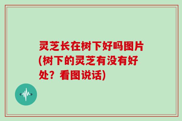 灵芝长在树下好吗图片(树下的灵芝有没有好处?看图说话)