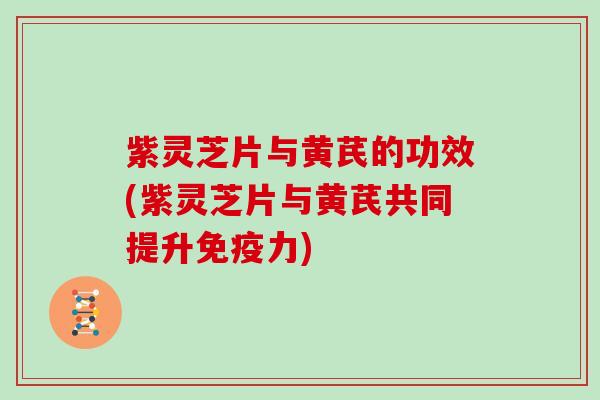 紫灵芝片与黄芪的功效(紫灵芝片与黄芪共同提升免疫力)