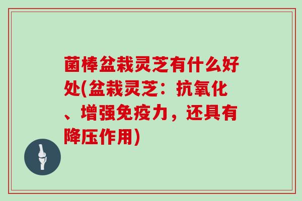 菌棒盆栽灵芝有什么好处(盆栽灵芝：抗氧化、增强免疫力，还具有降压作用)