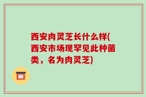 西安肉灵芝长什么样(西安市场现罕见此种菌类,名为肉灵芝)