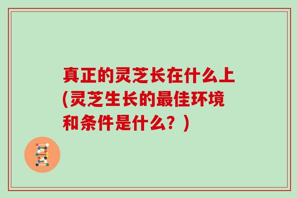 真正的灵芝长在什么上(灵芝生长的最佳环境和条件是什么?)