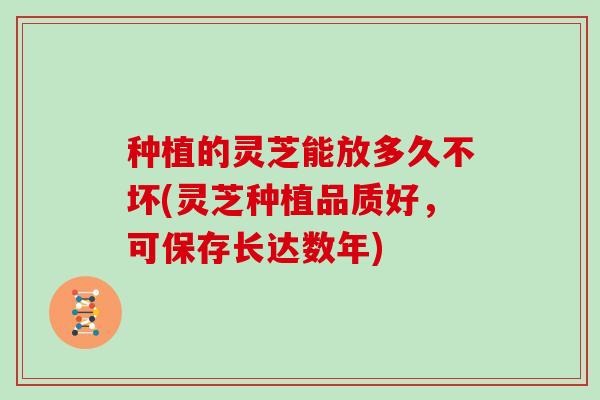 种植的灵芝能放多久不坏(灵芝种植品质好,可保存长达数年)