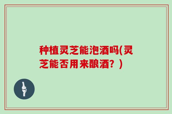 种植灵芝能泡酒吗(灵芝能否用来酿酒？)