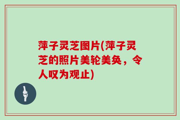 萍子灵芝图片(萍子灵芝的照片美轮美奂，令人叹为观止)