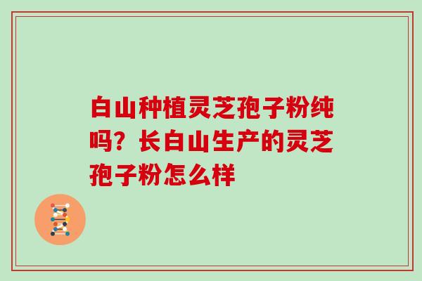 白山种植灵芝孢子粉纯吗？长白山生产的灵芝孢子粉怎么样