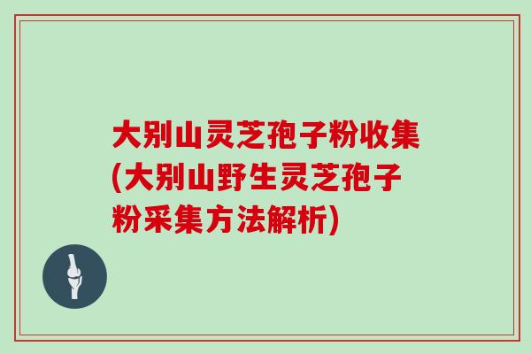 大别山灵芝孢子粉收集(大别山野生灵芝孢子粉采集方法解析)