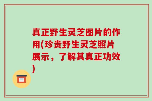 真正野生灵芝图片的作用(珍贵野生灵芝照片展示,了解其真正功效)