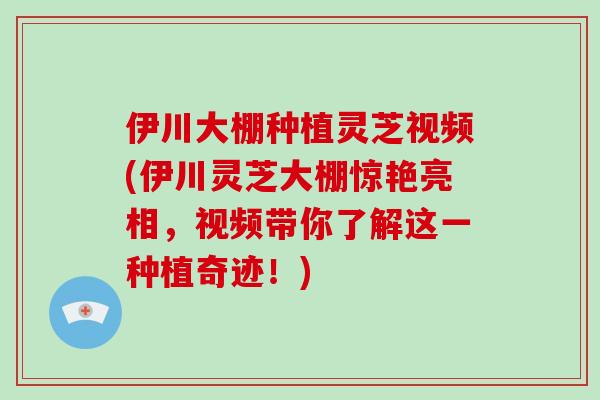 伊川大棚种植灵芝视频(伊川灵芝大棚惊艳亮相，视频带你了解这一种植奇迹！)