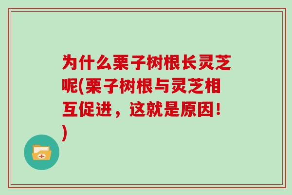 为什么栗子树根长灵芝呢(栗子树根与灵芝相互促进,这就是原因!)