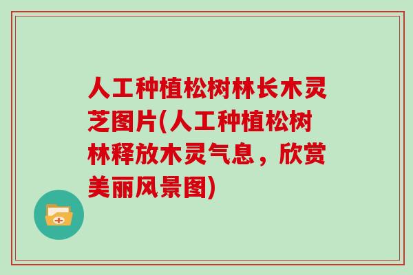人工种植松树林长木灵芝图片(人工种植松树林释放木灵气息,欣赏美丽风景图)