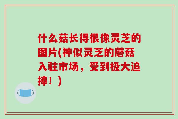 什么菇长得很像灵芝的图片(神似灵芝的蘑菇入驻市场,受到极大追捧!)