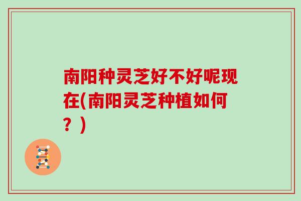 南阳种灵芝好不好呢现在(南阳灵芝种植如何？)