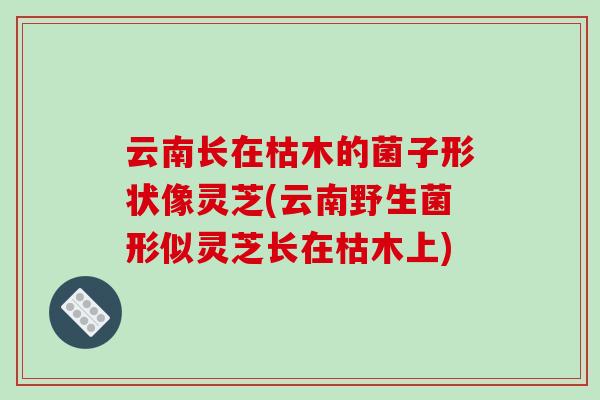 云南长在枯木的菌子形状像灵芝(云南野生菌形似灵芝长在枯木上)