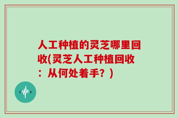 人工种植的灵芝哪里回收(灵芝人工种植回收:从何处着手?)